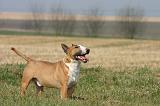 BULL TERRIER MINIATURE 349